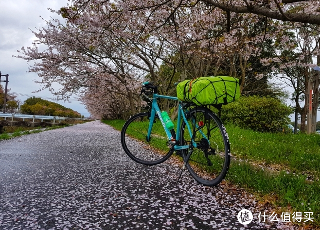 2021旅行游记总结-单人独自春游游记 享受樱花圣地 洗涤心灵