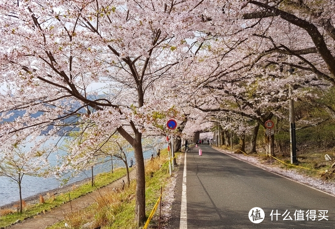 2021旅行游记总结-单人独自春游游记 享受樱花圣地 洗涤心灵