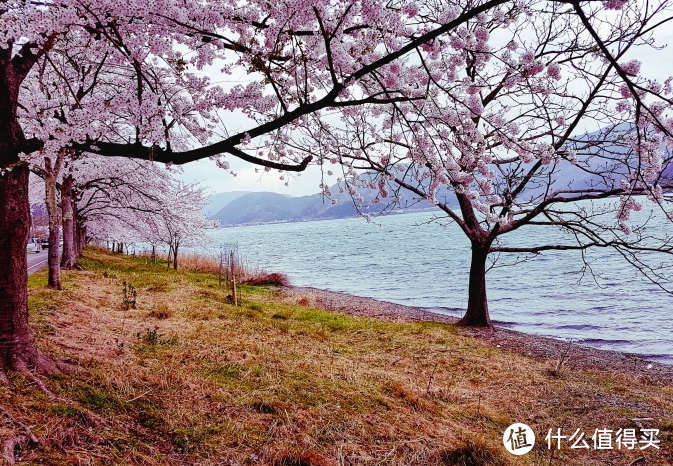 2021旅行游记总结-单人独自春游游记 享受樱花圣地 洗涤心灵