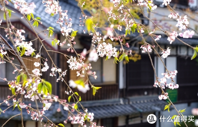 2021旅行游记总结-单人独自春游游记 享受樱花圣地 洗涤心灵