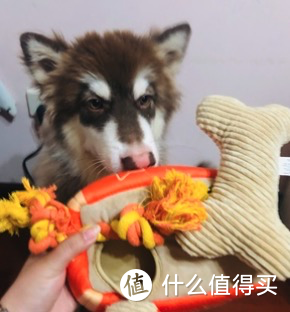 宠物圈 犬猫｜国货之光！宠物用品攻略～主粮、零食、用品，国货也有好货～～～