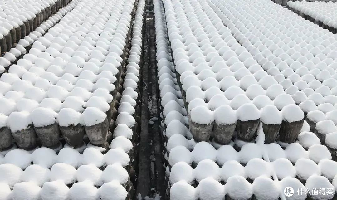 立冬后绍兴酒酿制的壮观场景。©网络