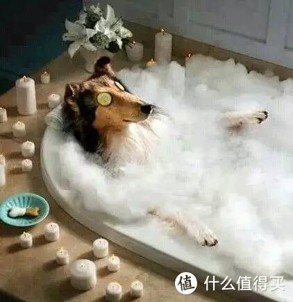 宠物圈 犬猫｜过年大扫除！宠物的卫生你hold住了吗～～～