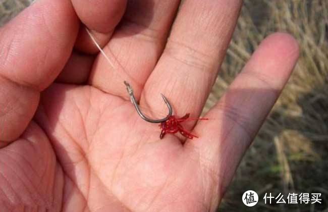 钓圈32期：用红虫钓鱼真的会有危险吗？有些真的是谣言！