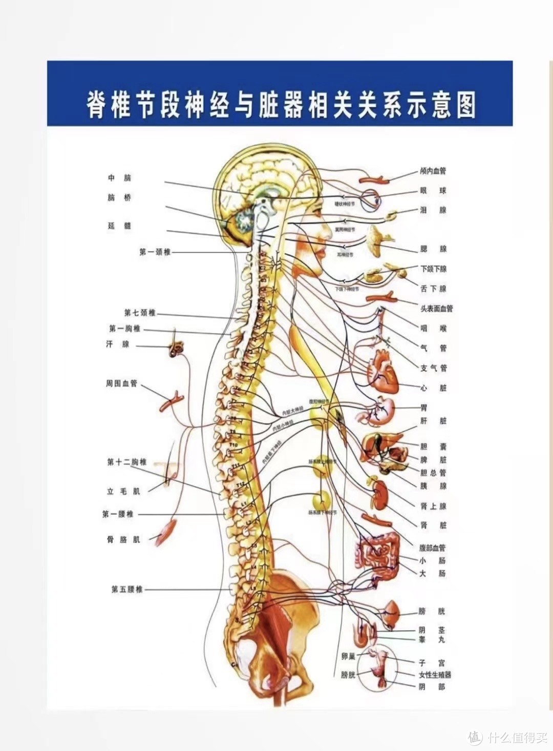 初高中生学业繁重，久坐如何保护脊柱？达宝利人体工学椅帮助家长解决顾虑