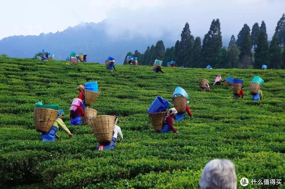 日不落帝国对茶叶市场的开拓(连载二)