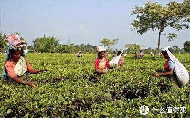 日不落帝国对茶叶市场的开拓(连载二)