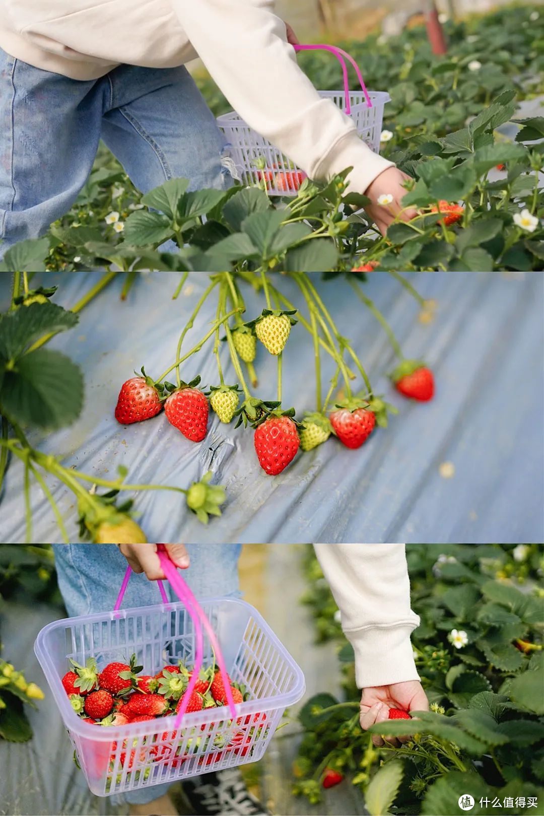 游客在草莓示范园体验采摘的乐趣 ©图虫创意