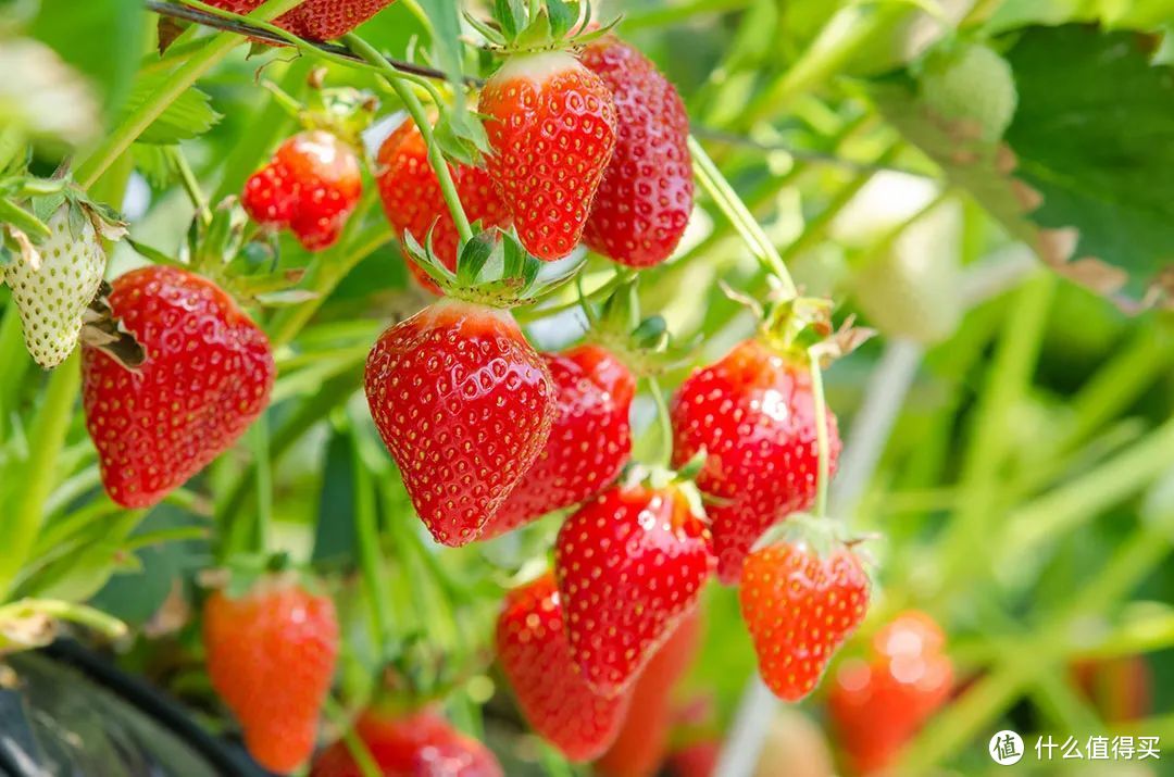 果柄极长的章姬草莓 ©图虫创意