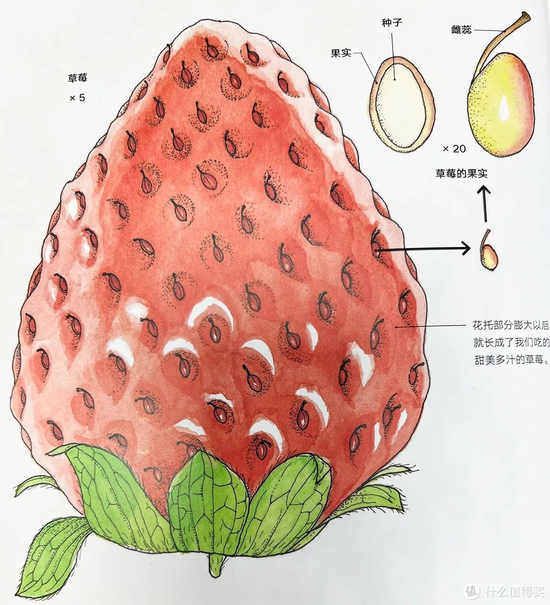 草莓果实示意图 08《水果的秘密》