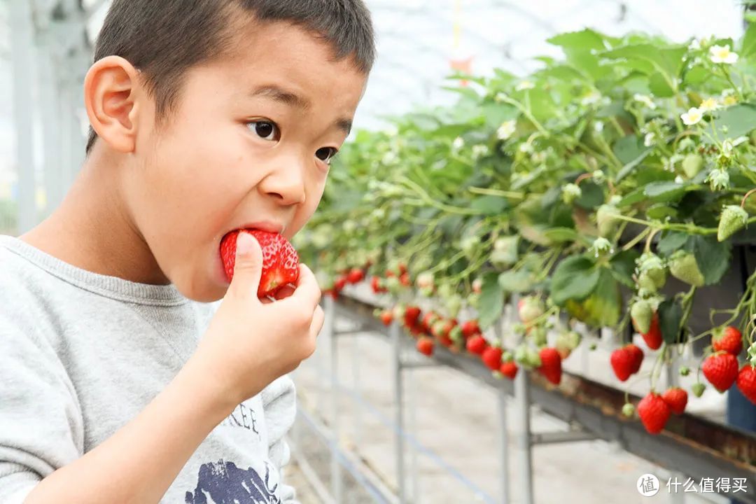 草莓虽甜，但要切忌一边采摘一边食用哦 ©图虫创意