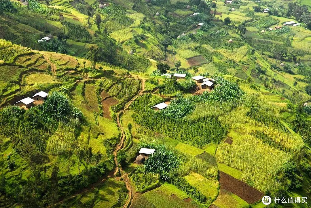 普遍认为咖啡源于埃塞俄比亚东部的高原。图为埃塞俄比亚皇家植物园 ©NPR