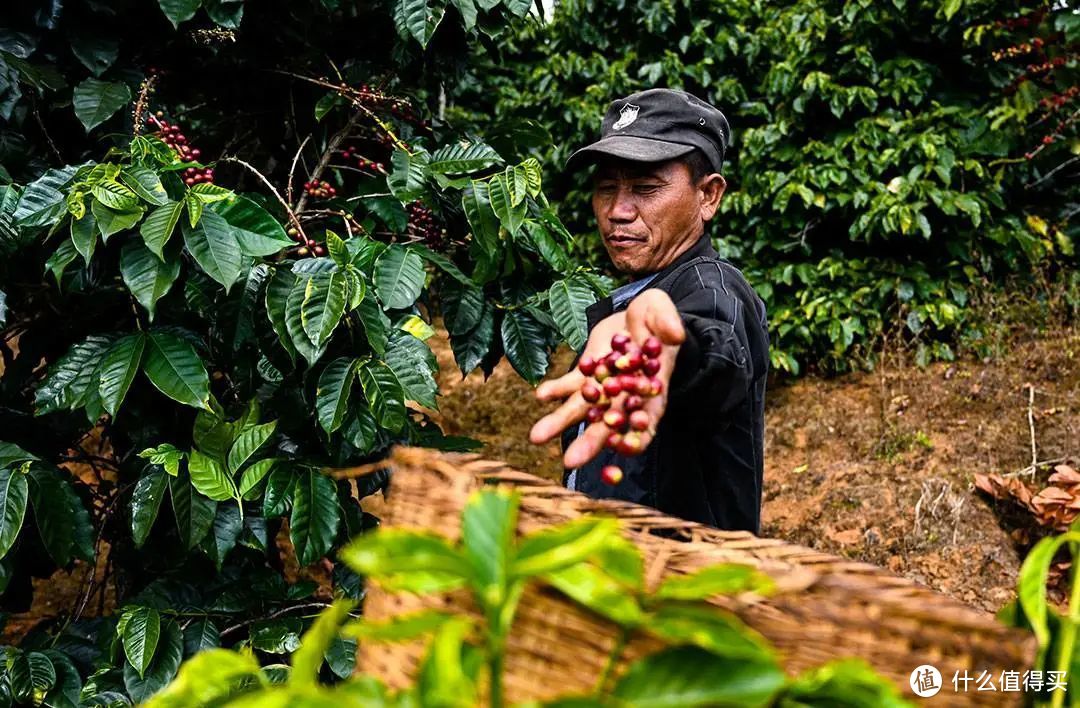 云南西盟农民正在采摘咖啡豆。与咖啡市场的火热相比，咖啡期货的价格在过去五年来也一直处于低迷 ©新华社