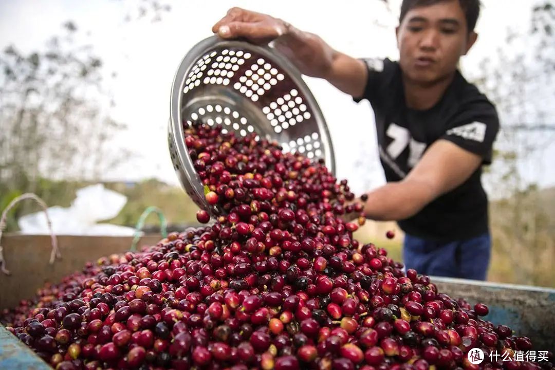 云南普洱市镇沅秀山村的咖农正在处理采收完成的咖啡鲜果 ©新华社