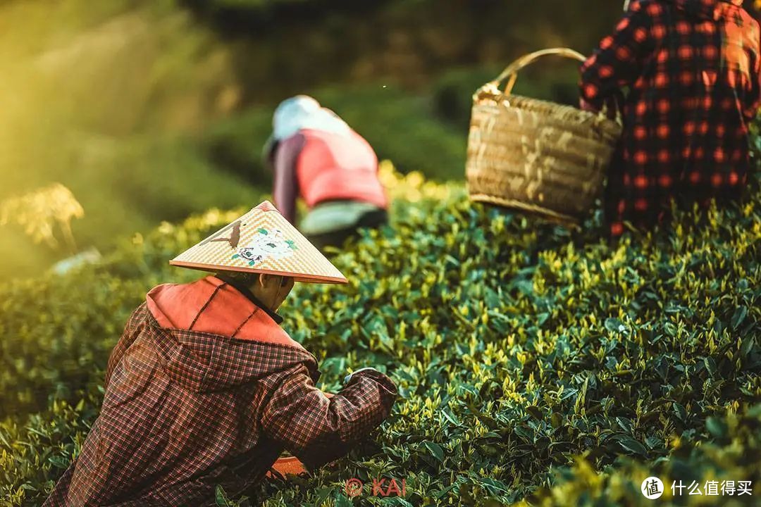 同为咖啡因饮料的茶叶，才是中国饮品的绝对主流。图为清明前采收的福鼎白茶 ©图虫创意
