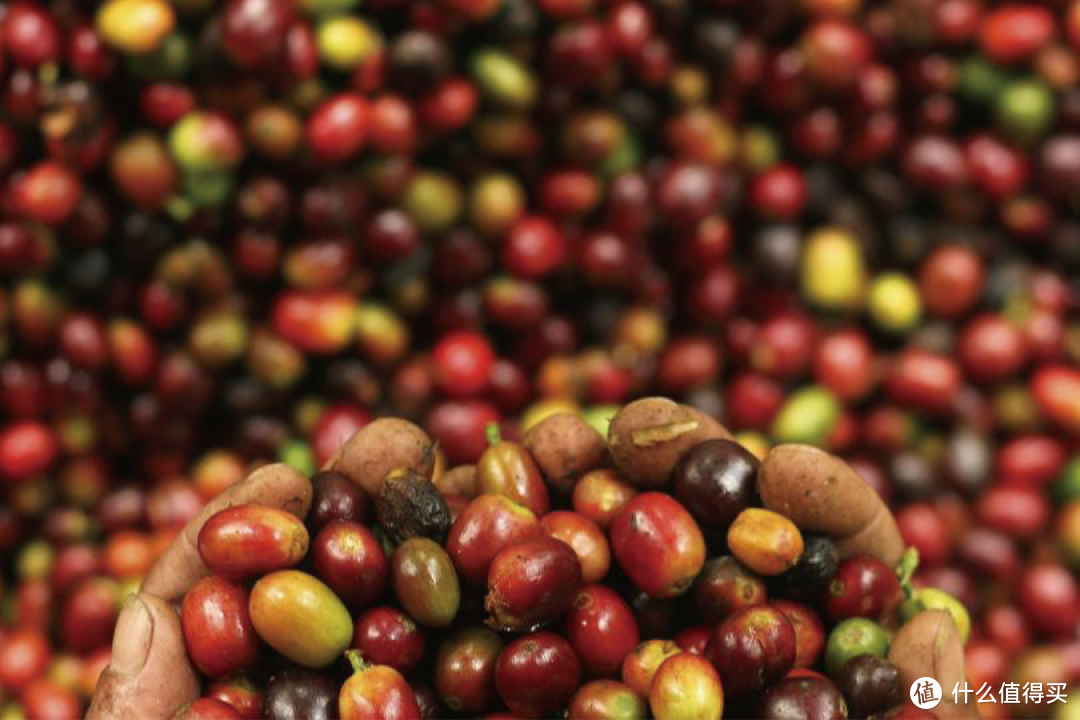 原产于印度尼西亚的罗布斯塔种咖啡，由于风味原因常被人认为是“廉价咖啡” ©BlackGold
