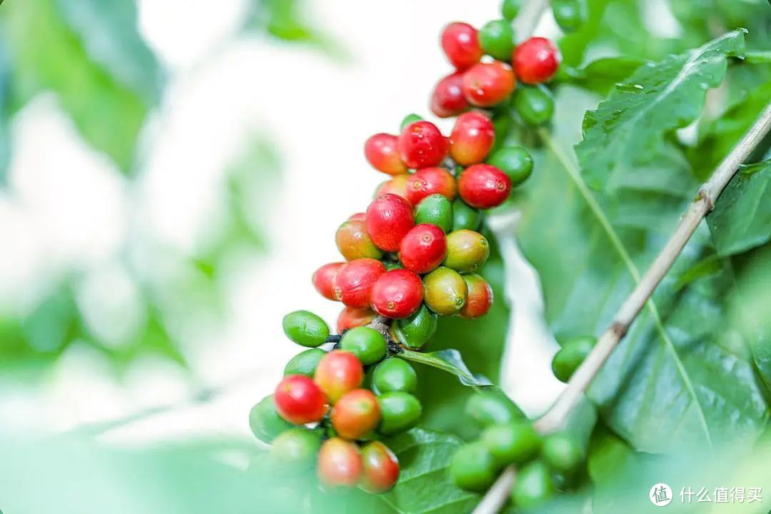 保山潞江坝种植的小粒种（阿拉比卡）咖啡 ©图虫创意