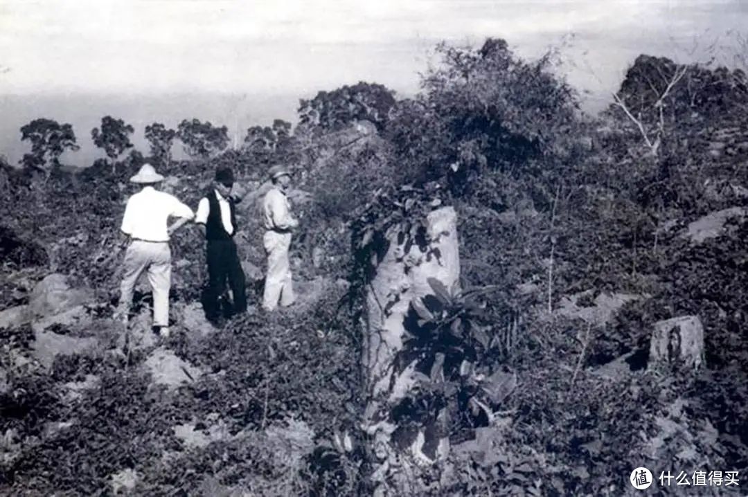 60年前台湾云林古坑乡种植咖啡的影像记录 ©中时新闻网