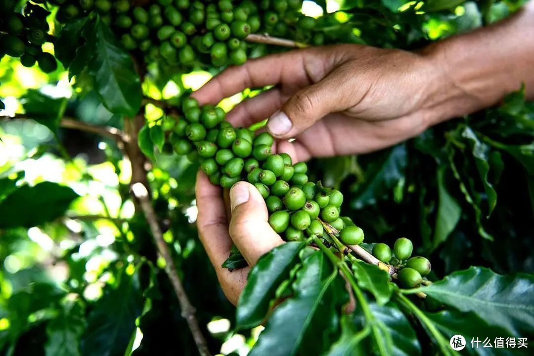 云南咖啡目前仍有经济效益低，种植水平参差不齐的问题 ©图源网络