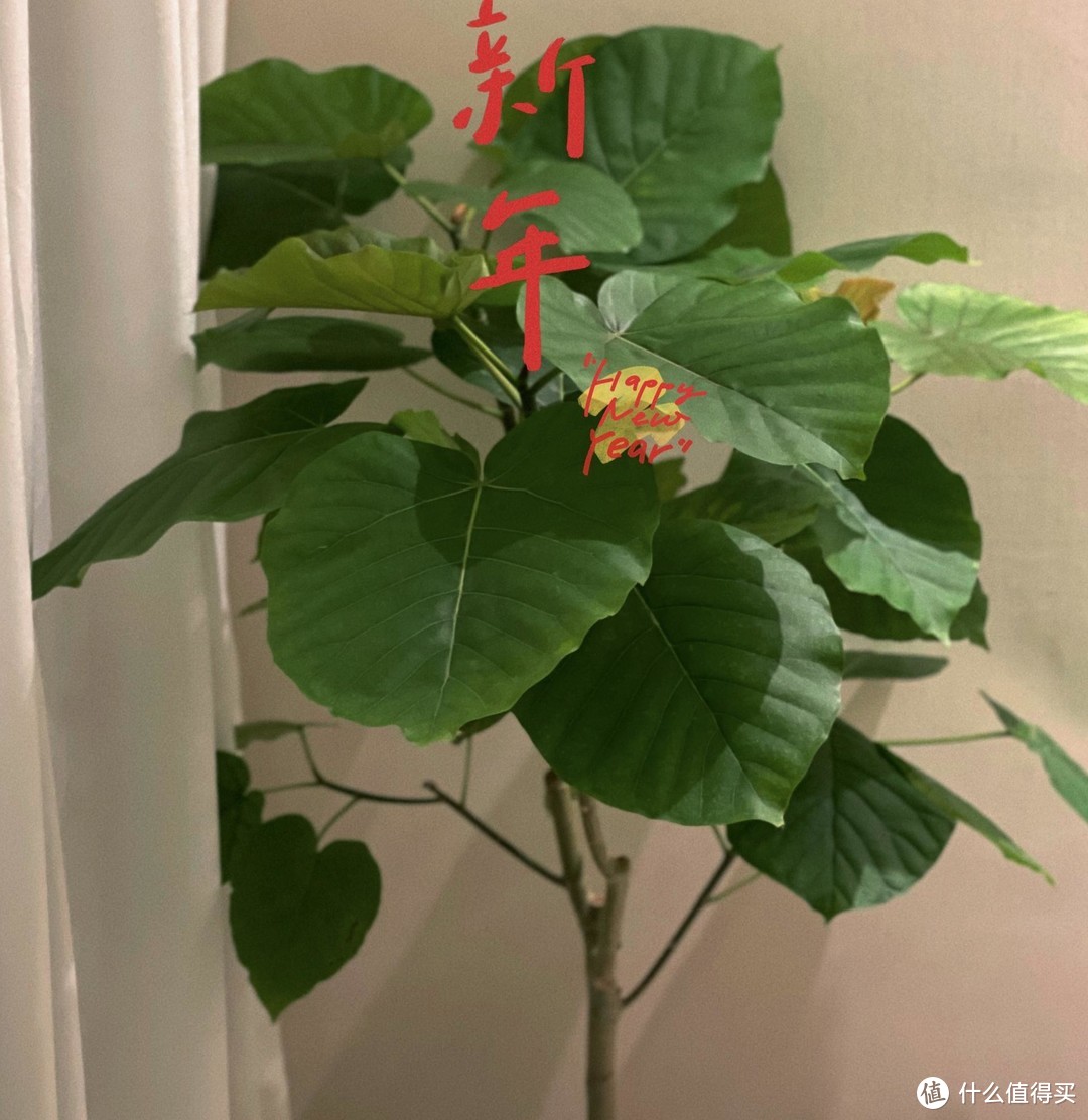 有些很小众，但真的好看的室内绿植推荐清单。春节家里更要美美的！