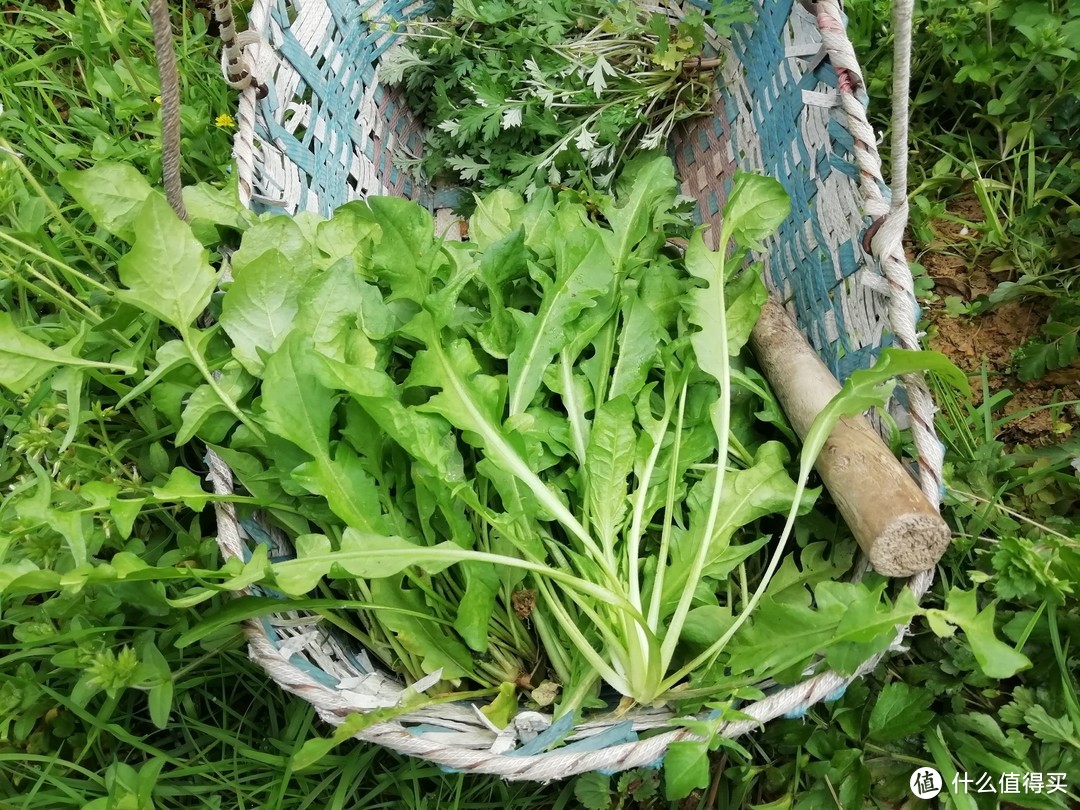 这菜不花一分钱，焯水储存一年都不坏，现在正当季，不懂可惜了