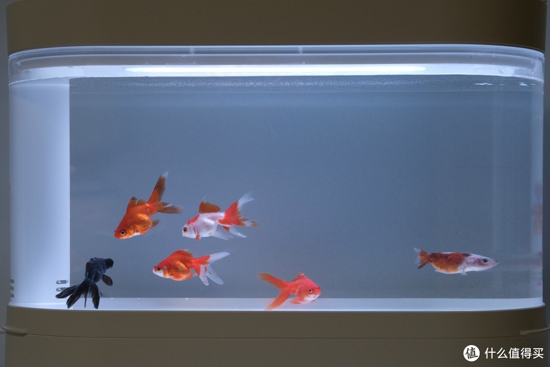 小鱼缸也有高配置，画法几何智能两栖生态底滤缸初体验