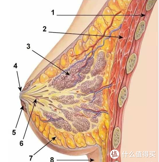 女性的自我关爱（一）~胸部形状分类及正确尺寸测量