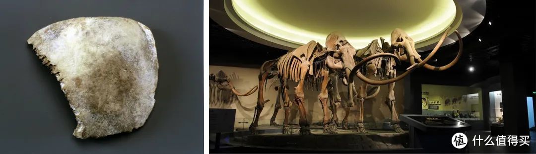 左：鄂尔多斯博物馆内的河套人头盖骨化石 ©网络；右： 大庆博物馆内的两具猛犸象骨架化石 ©网络
