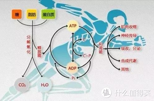 图片来源网络