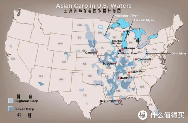 鲤鱼入侵全球：美国下药都没能消灭，我国大力养殖却“不够吃”