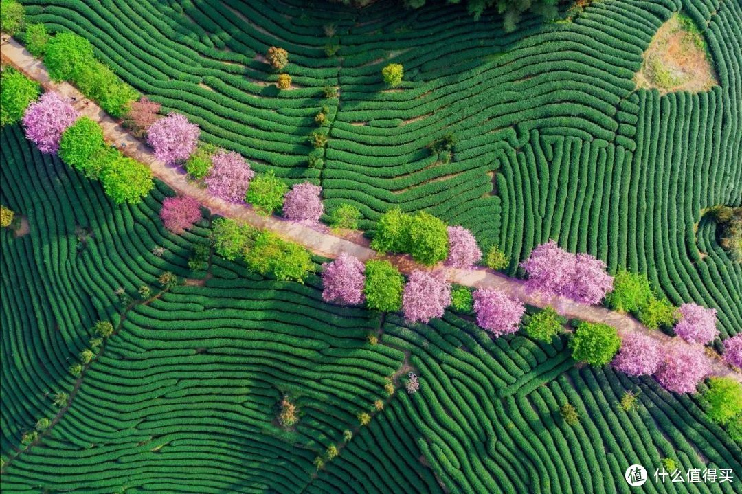 福建龙岩茶山樱花道 ©图虫创意