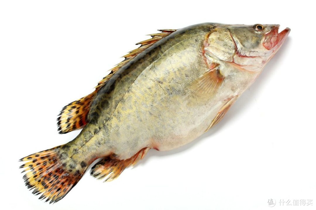 立春过后，5种最适合吃的淡水鱼，正是肥美好时候，爱吃鱼别放过