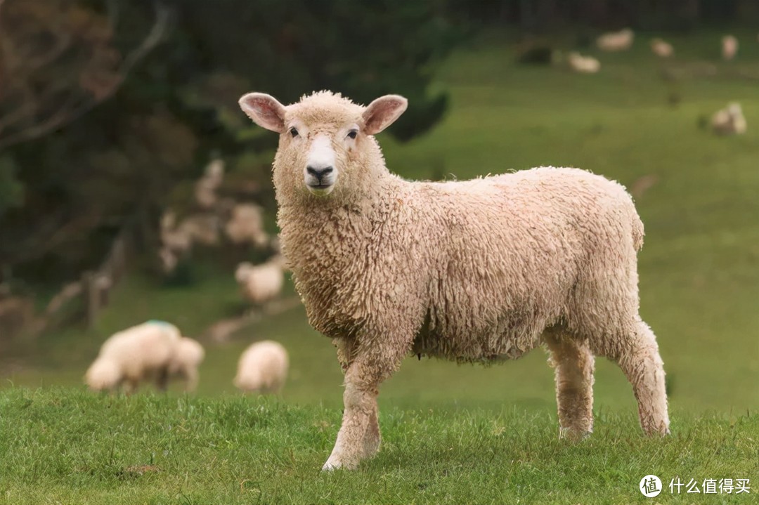 绵羊（产羊毛）