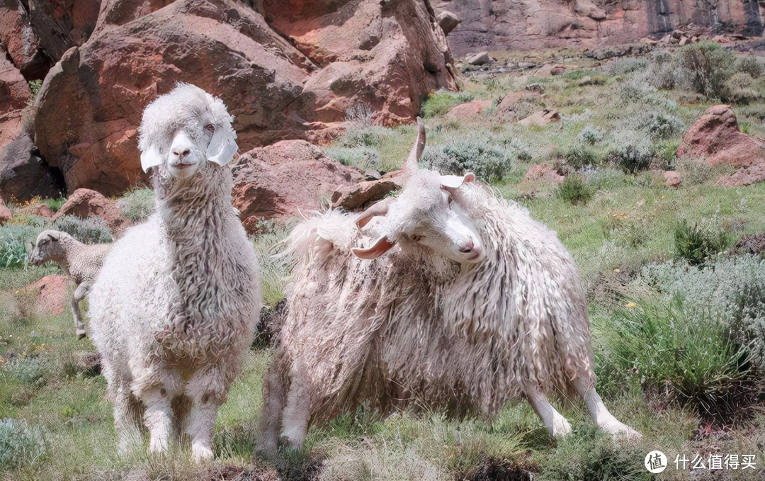 山羊（产羊绒）