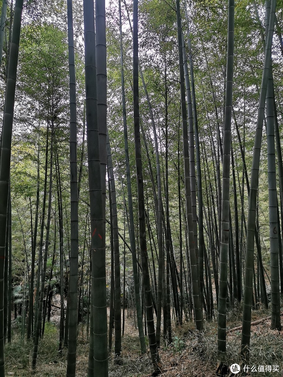 记录南京紫金山野路夜爬