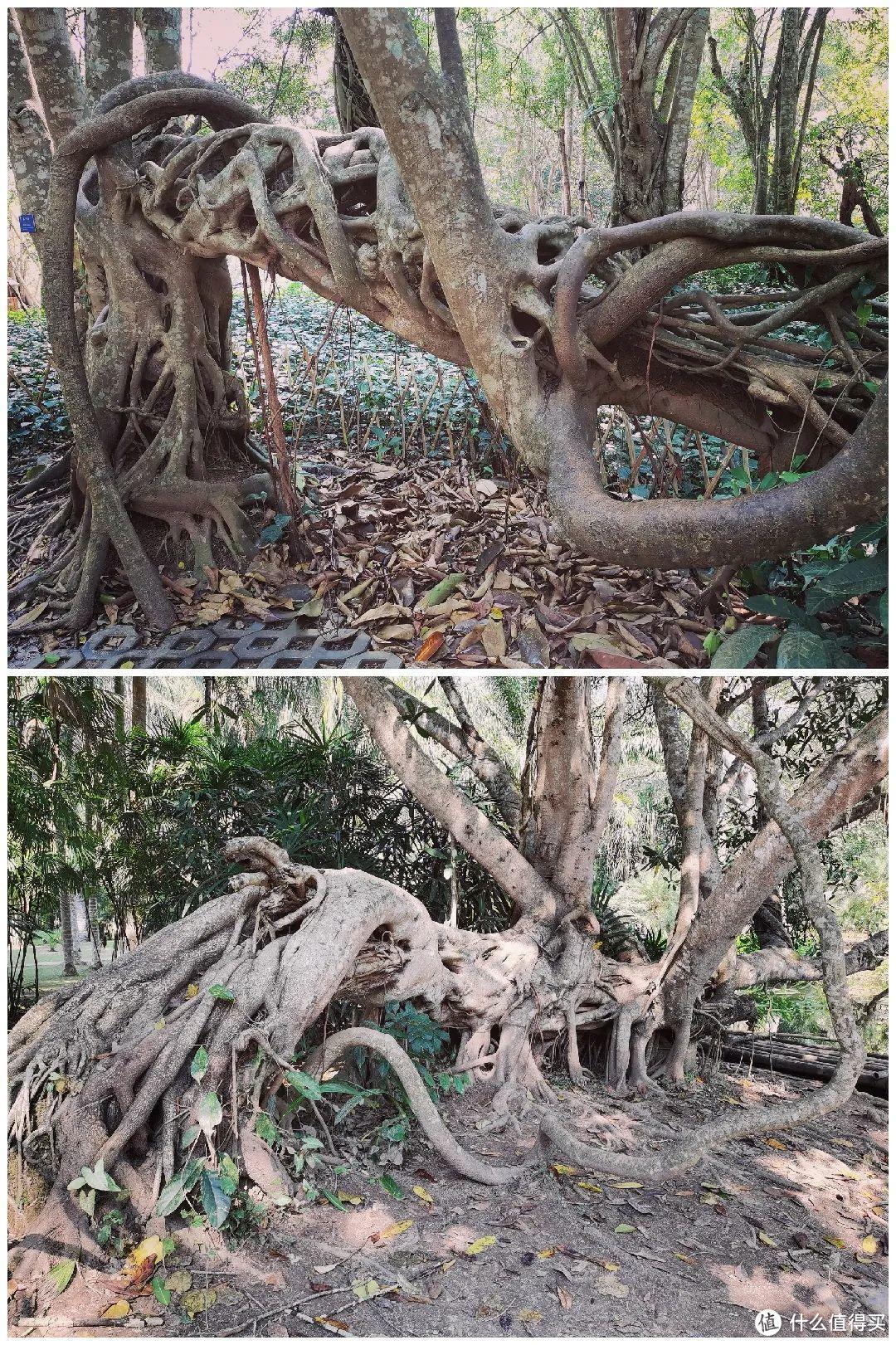 残酷神秘的植物江湖，中科院西双版纳热带植物园