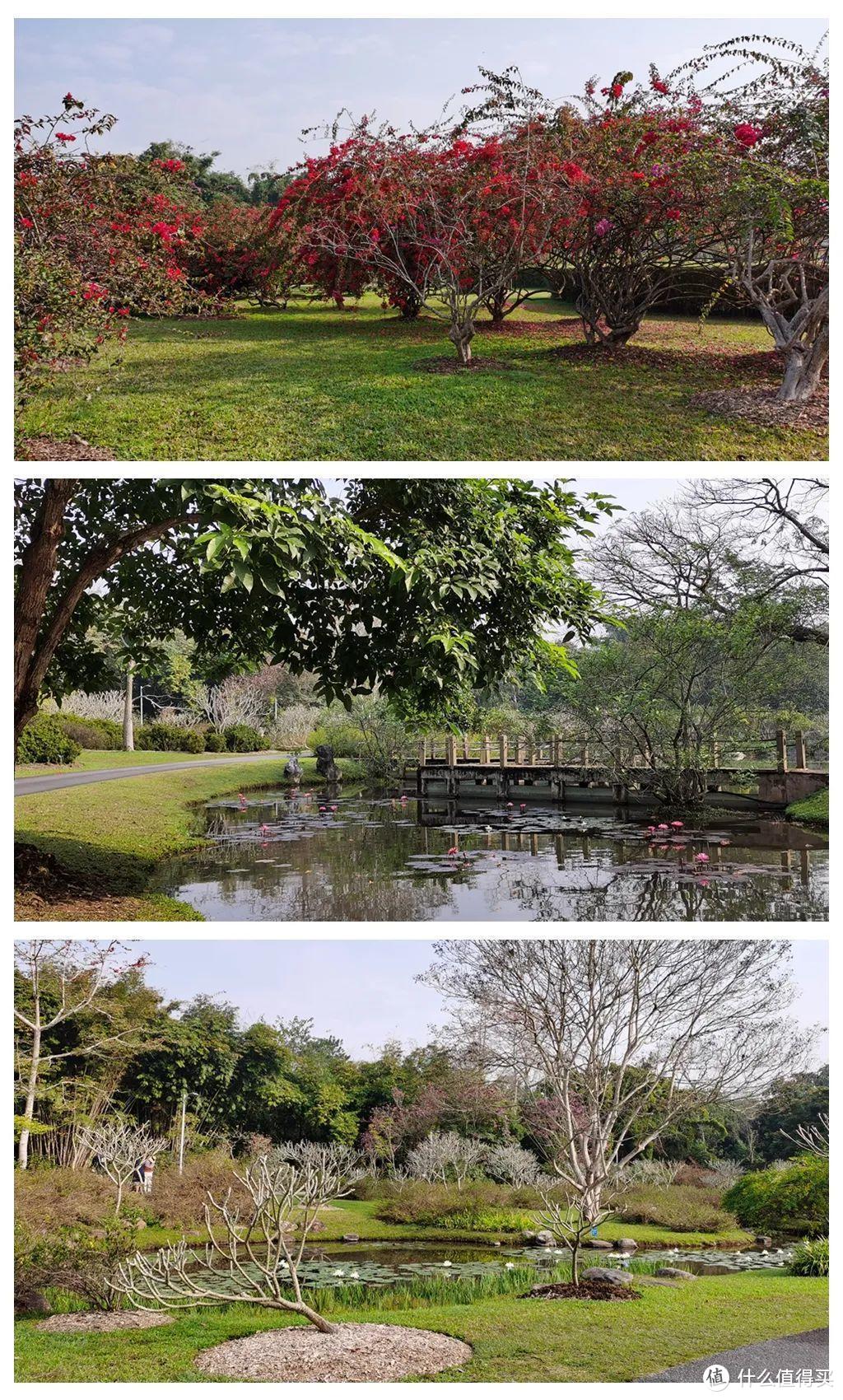 残酷神秘的植物江湖，中科院西双版纳热带植物园