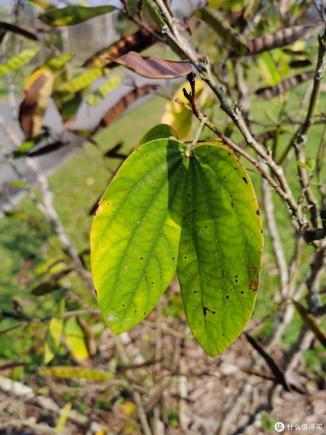 残酷神秘的植物江湖，中科院西双版纳热带植物园