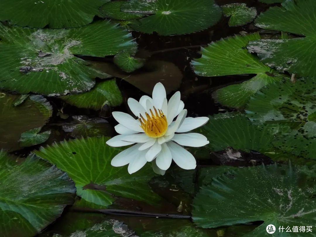 残酷神秘的植物江湖，中科院西双版纳热带植物园