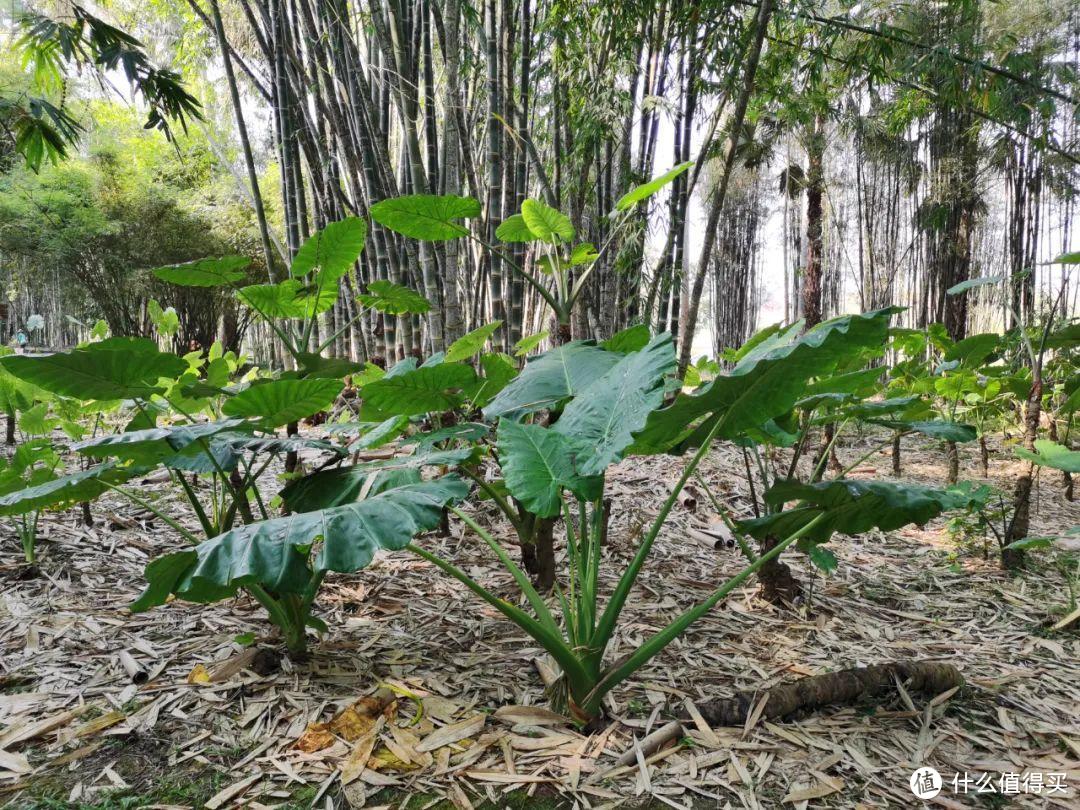 残酷神秘的植物江湖，中科院西双版纳热带植物园