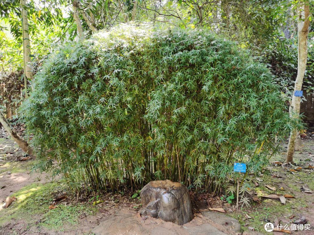 残酷神秘的植物江湖，中科院西双版纳热带植物园