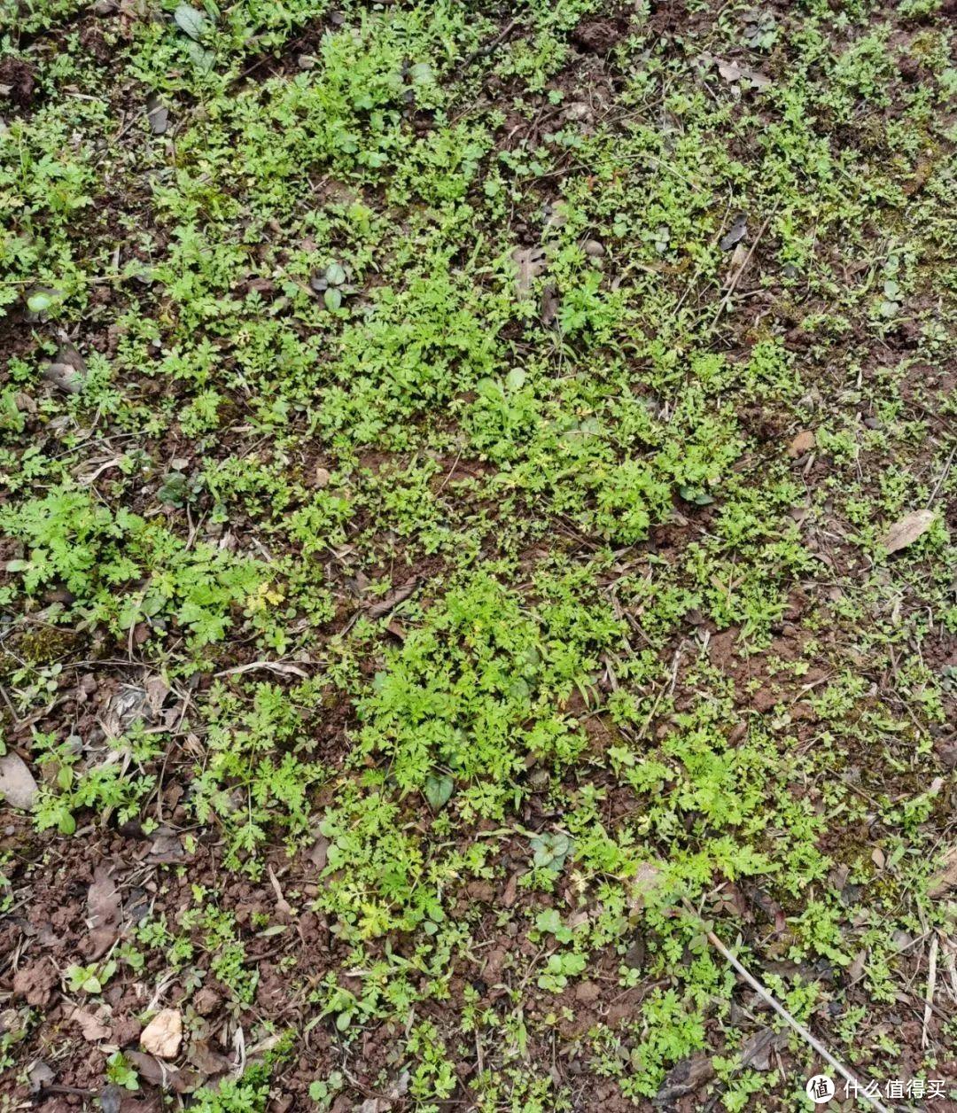 残酷神秘的植物江湖，中科院西双版纳热带植物园