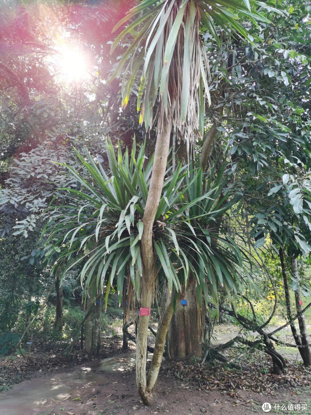 残酷神秘的植物江湖，中科院西双版纳热带植物园