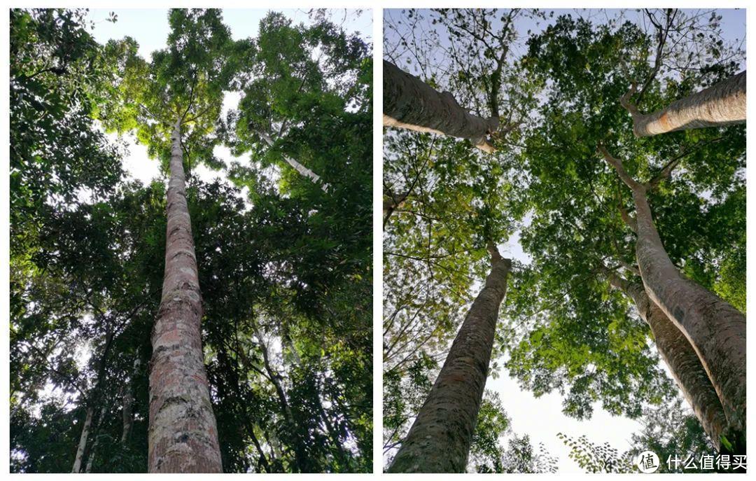 残酷神秘的植物江湖，中科院西双版纳热带植物园