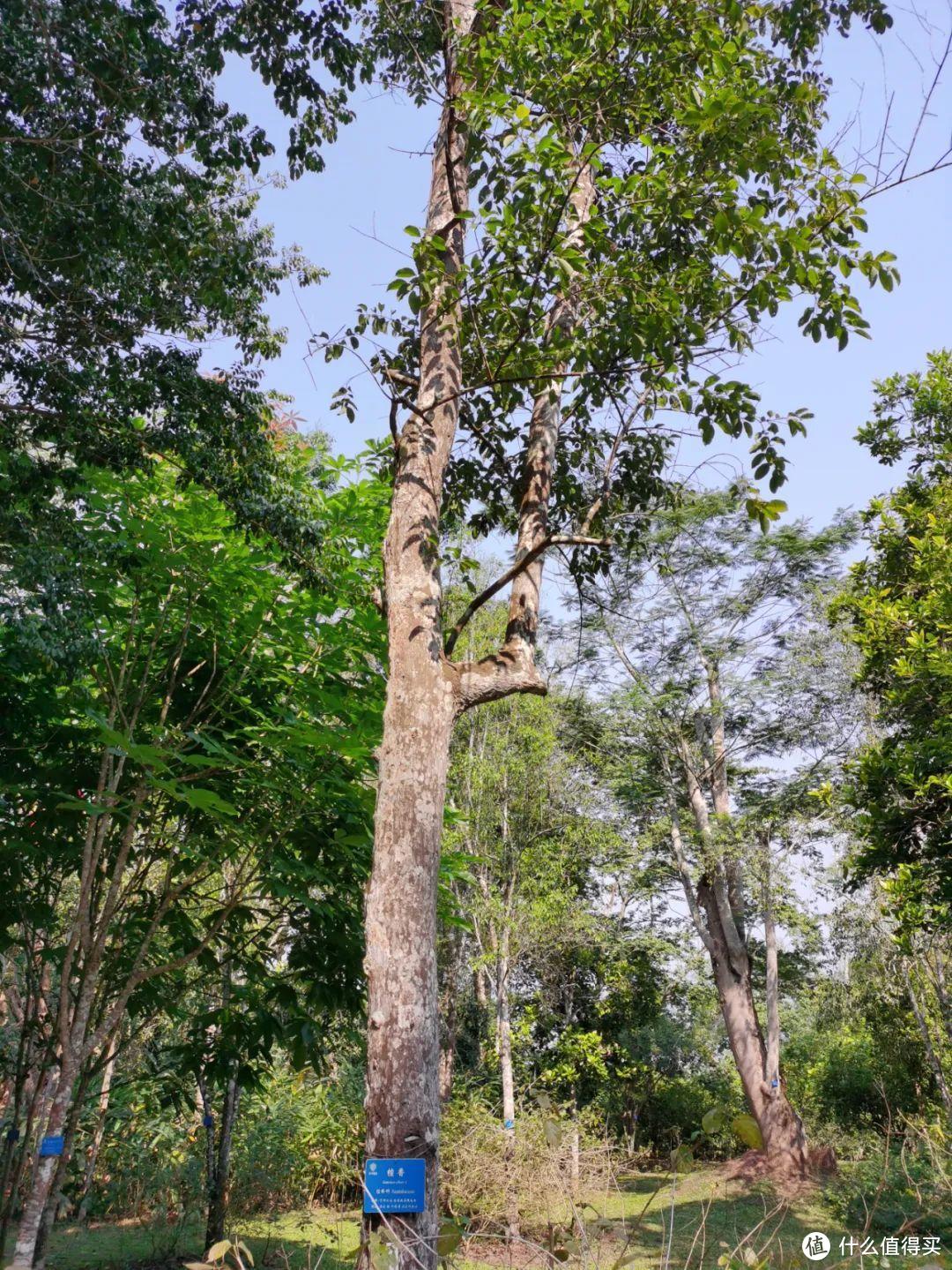 残酷神秘的植物江湖，中科院西双版纳热带植物园