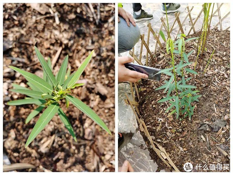 残酷神秘的植物江湖，中科院西双版纳热带植物园