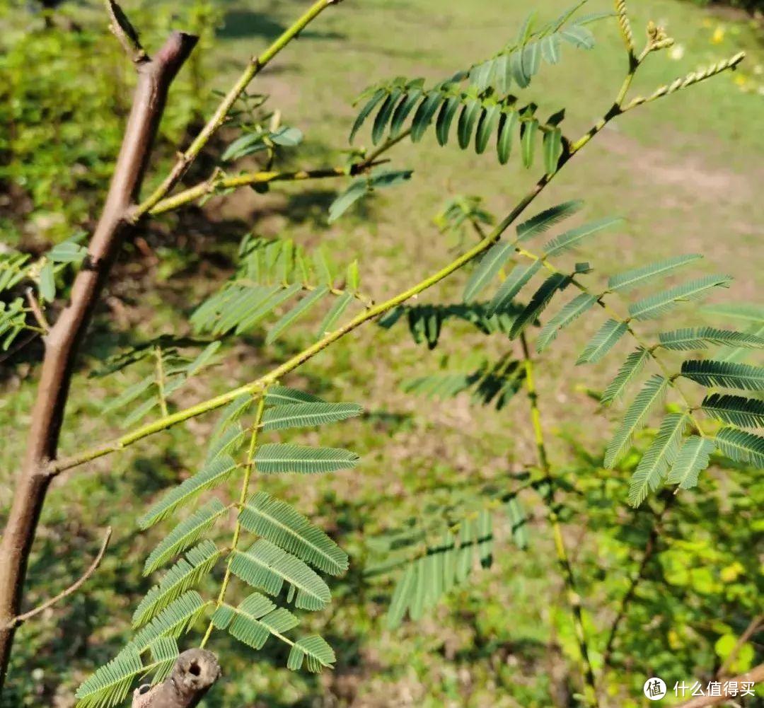 残酷神秘的植物江湖，中科院西双版纳热带植物园