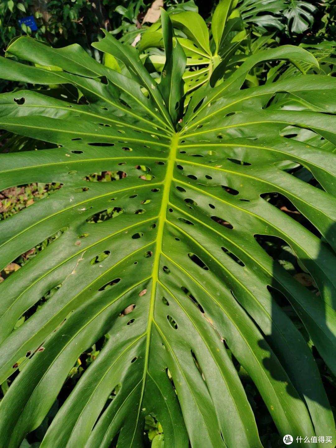 残酷神秘的植物江湖，中科院西双版纳热带植物园