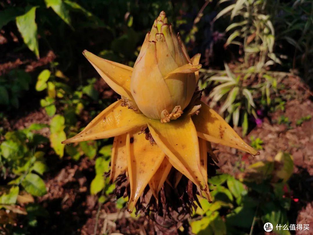 残酷神秘的植物江湖，中科院西双版纳热带植物园