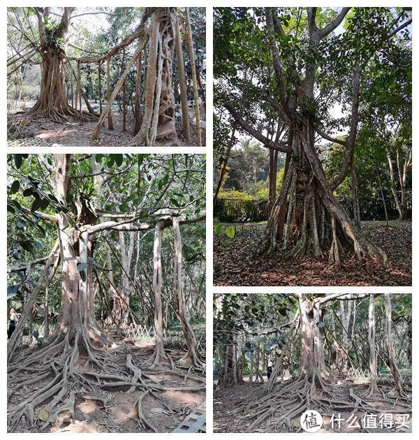 残酷神秘的植物江湖，中科院西双版纳热带植物园